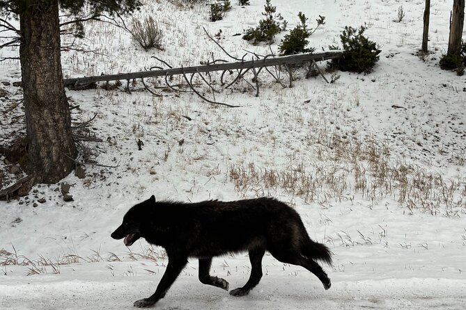 Private Yellowstone Park Van Tours From Bozeman - Tailored Experiences for Every Traveler
