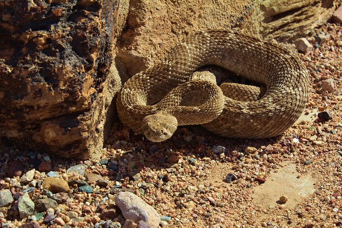 Reptile Hunting in The Sonoran Desert Review - Customer Reviews and Reactions