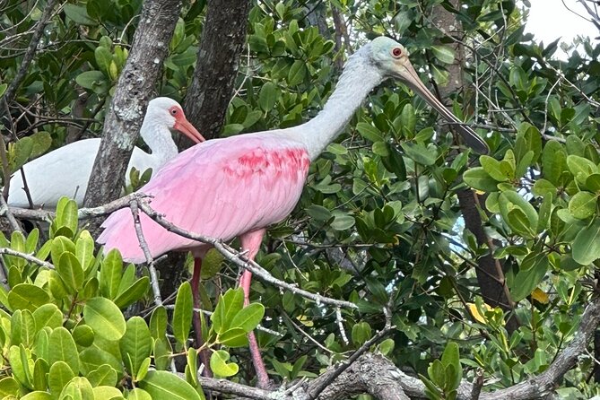 Robinson Preserve Nature Walk Eco Tour - Additional Details
