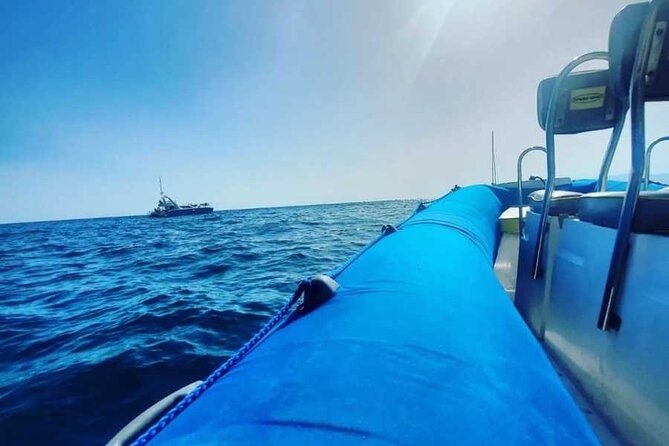SEA Safari, Dolphins, Whales, Snorkeling, Snack and Drink, 2 H Speedboat