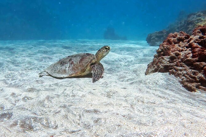 Unlimited Guided Snorkeling Tour Review - Insights From Customer Reviews
