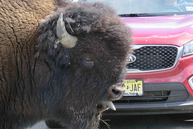 2-Day Private Tour of Yellowstone National Park Lower & Upper Loops - Highlights of the Upper Loop