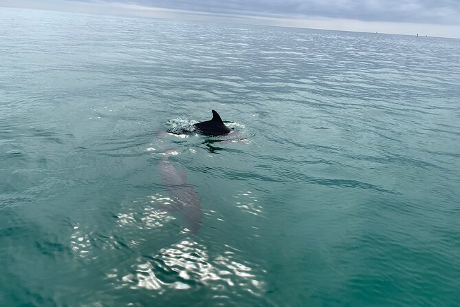 2 Hour Shell Island Jet Ski Dolphin Tour - Frequently Asked Questions