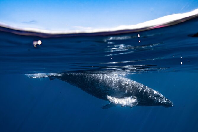 2Hour Whale Watching and Boat Cruise in Haleiwa Oahu Hawaii - Frequently Asked Questions