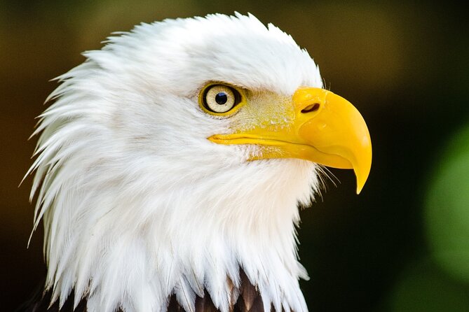 Alaska Wildlife Safari and Sightseeing Tour Review - Summary of Tour Ratings and Reviews