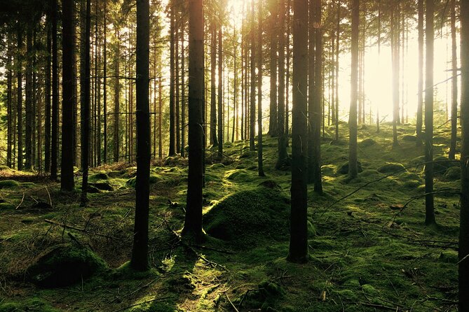 Bainbridge Island Serenity Forest Hike & Cultural Landmarks Tour - Testimonials and Reviews