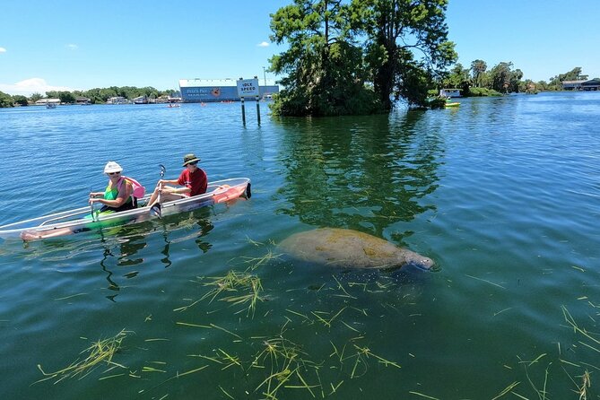 Clear Kayak Manatee Viewing Tour Review - Reviewing the Tour Guides and Staff