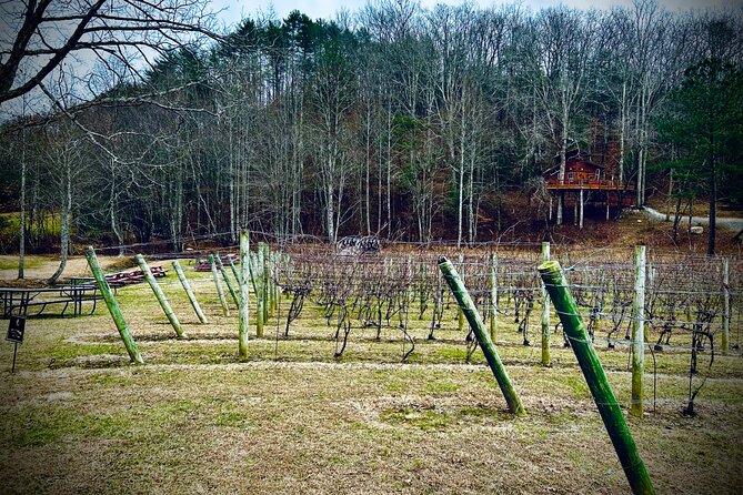 Elijay Hike W/ Waterfall & Wine Tasting Review - Review of Tour Guide Martins Performance