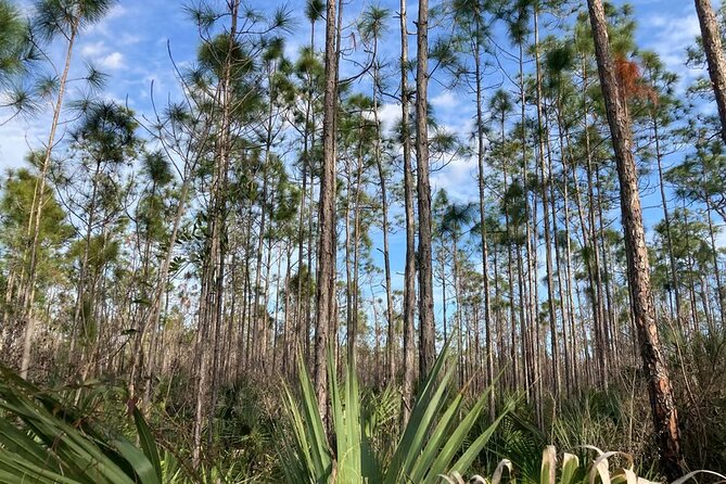Everglades National Park Tour Review - Final Thoughts on the Everglades Tour Experience
