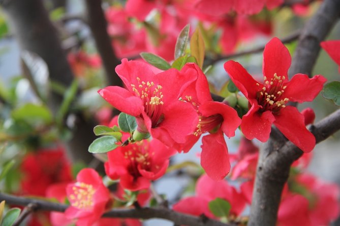 Flower Day-Trip in Beijing Olympic Forest Park