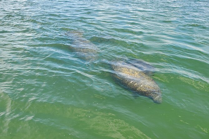 Fort Myers Beach Sightseeing Tour Review - Experiences With Wildlife and Nature