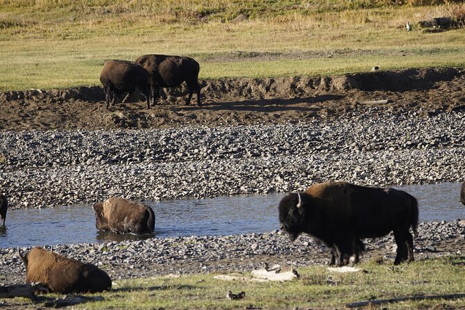 Full Day Private Guided Tour in Yellowstone National Park - Frequently Asked Questions