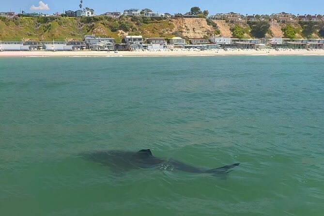 Great White Sharks Topside in Monterey Bay - Recap