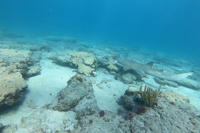 Guided Reef Snorkeling Tour Review in Pompano Beach - Highlights From Customer Reviews