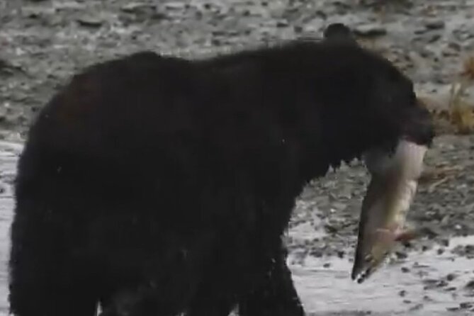 Guided Tour of Ketchikan's Top Attractions - Frequently Asked Questions
