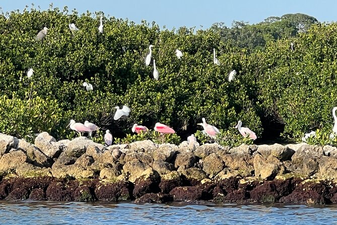 Half Day Eco and Dolphin Boat Tour Review - Highlights From Customer Reviews