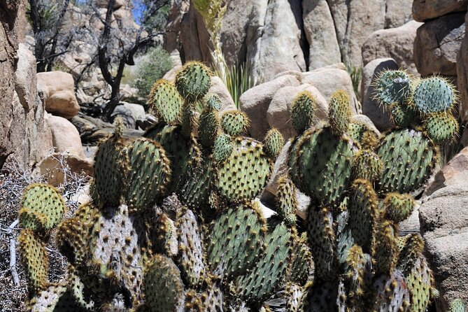 Joshua Trees Hidden Valley Tour Review - Accessibility and Group Dynamics