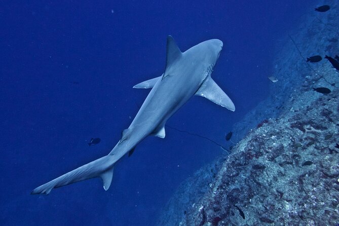 Private Niihau Scuba Charter With 2 or 3 Tank Dive Option - Recap
