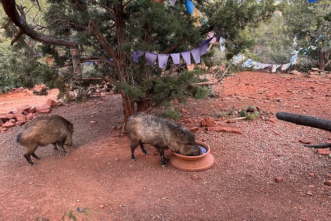 Private Sedona Tour Review: A Luxurious Experience - Tips for Planning Your Sedona Tour Experience