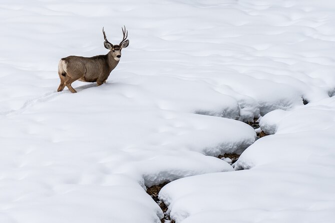 Private Wildlife Photography Tour Review - Final Thoughts and Recommendations for Future Travelers