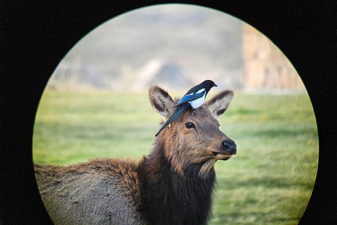 Private Winter Wildlife Tour and Wolves Review - Summarizing Customer Reviews and Ratings