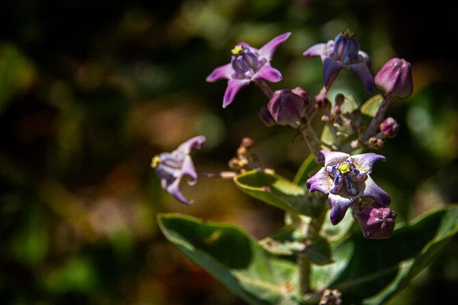 Pueo Farm Private Tour - Upcountry Maui Hawaii - Frequently Asked Questions
