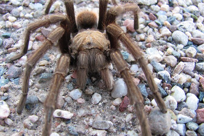 Reptile Hunting in The Sonoran Desert Review - Safety Measures and Equipment Provided