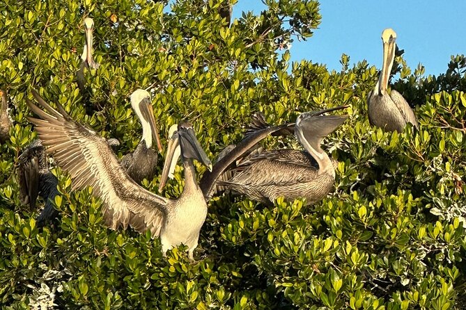 Robinson Preserve Nature Walk Eco Tour - Frequently Asked Questions