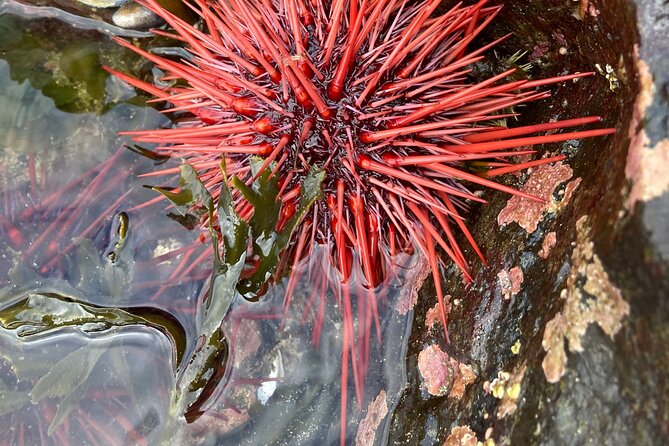 Scenic Drive Tour Through the Rainforest of Ketchikan Alaska - What to Expect During the Tour