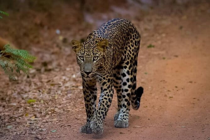 Sigiriya Lion Rock & Dambulla Tour Review - Insights on the Tour Guide and Staff
