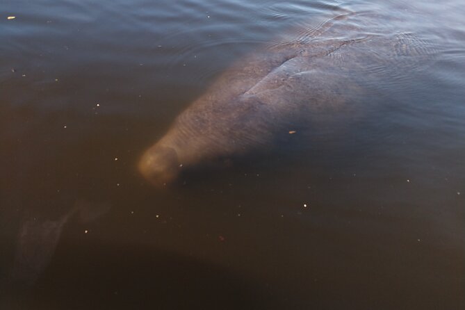 Single Kayak Rental Review: Manatees and Dolphins - Final Thoughts on the Kayak Adventure
