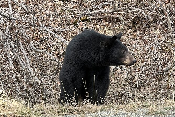 Skagway Waterfall Tour - Frequently Asked Questions