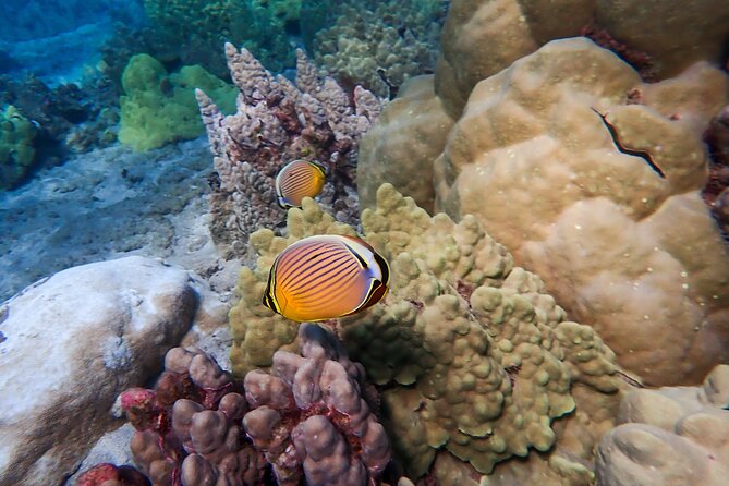 Turtle Town Beach Snorkel - Frequently Asked Questions