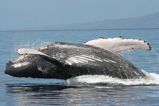 Whale Watch Cruise Aboard Malolo Review - Tips for a Great Whale Watching Experience