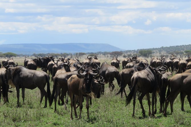 8 Day Tanzania Family Safari - Accommodations and Amenities