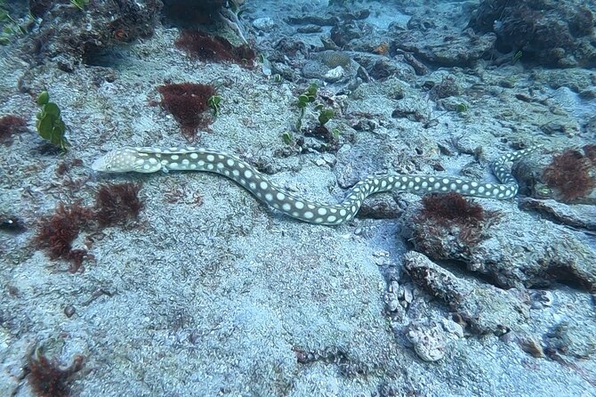 Guided Reef Snorkeling Tour Review in Pompano Beach - Personal Experiences and Recommendations