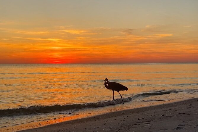 Half Day Eco and Dolphin Boat Tour Review - Exploring Sarasota Bay and Turtle Beach Insights