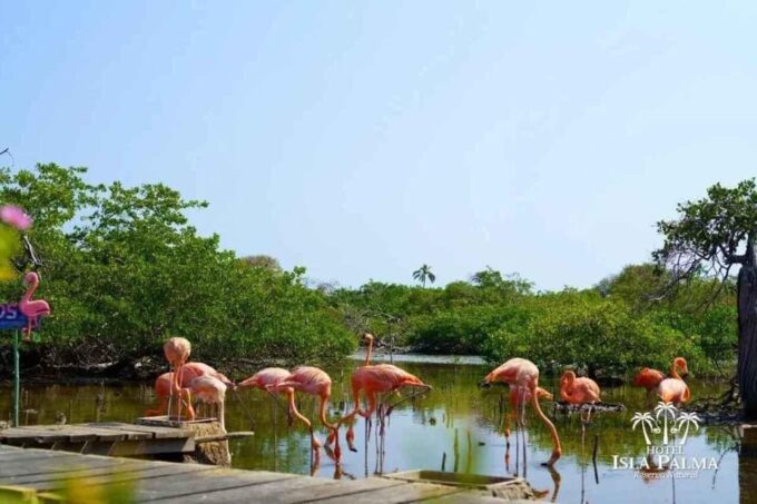 Isla Palma: Enjoy a Paradisiacal Day of Beach, Nature, and Relaxation. - Important Information and Restrictions