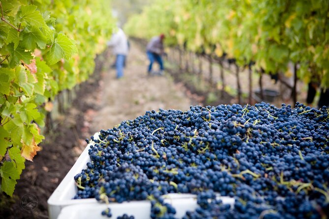 Muir Woods With Napa & Sonoma Wine Tour + Alcatraz & Aquarium Access - Frequently Asked Questions