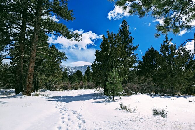 Snowshoe Tour Big Bear Lake Review - Summary of Customer Reviews and Feedback
