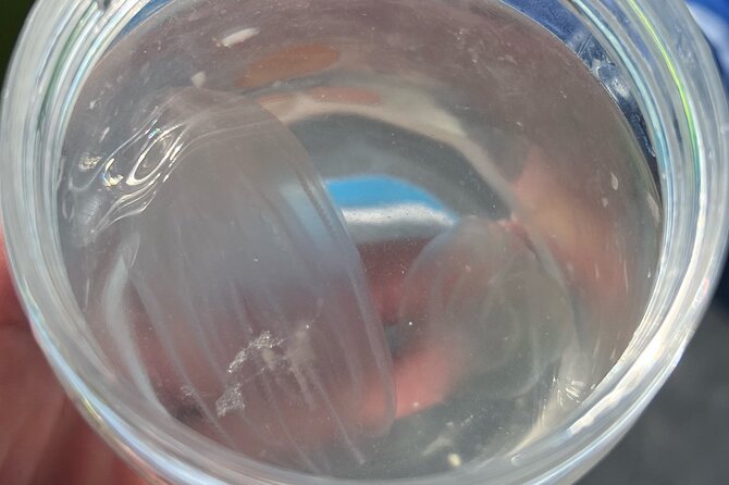 Wildlife Refuge Bio Comb Jelly Tour Review - Accessibility and Health Considerations