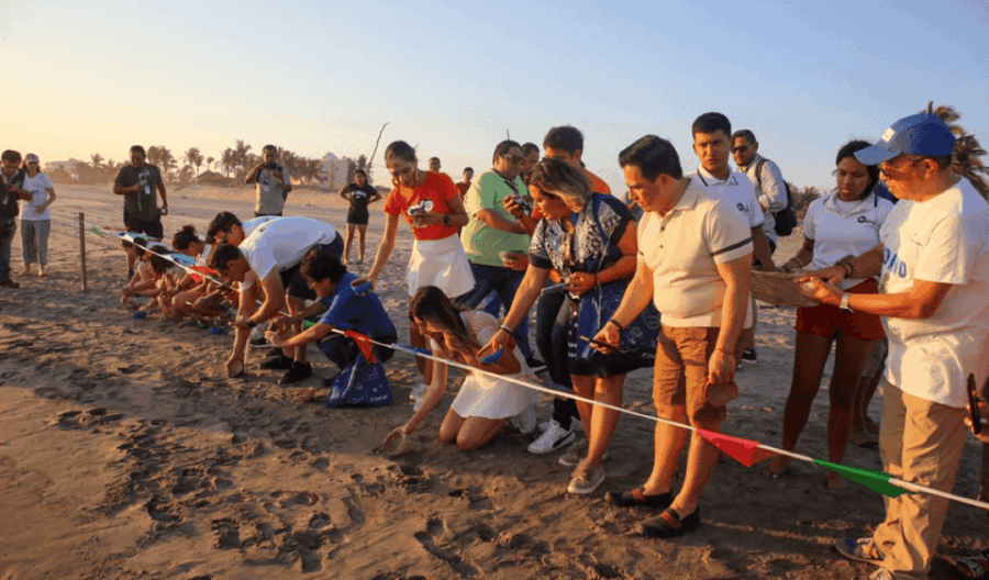 Acapulco: Turtle Release Experience