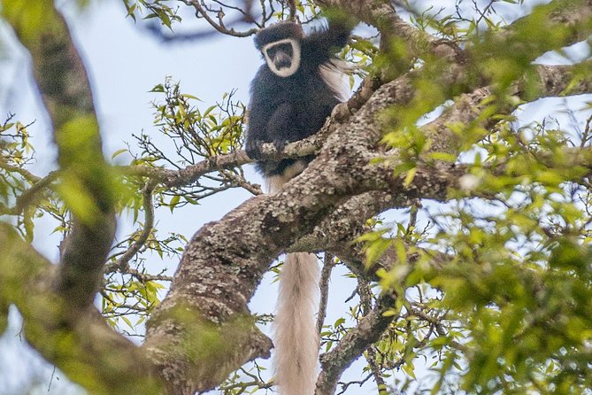 Arusha National Park Day Trip
