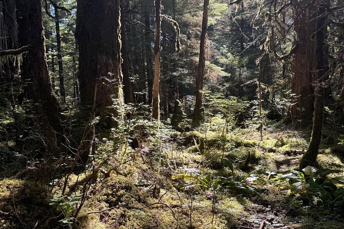 Beautiful Hike on Tongass National Forests Lunch Creek Trail - Key Points
