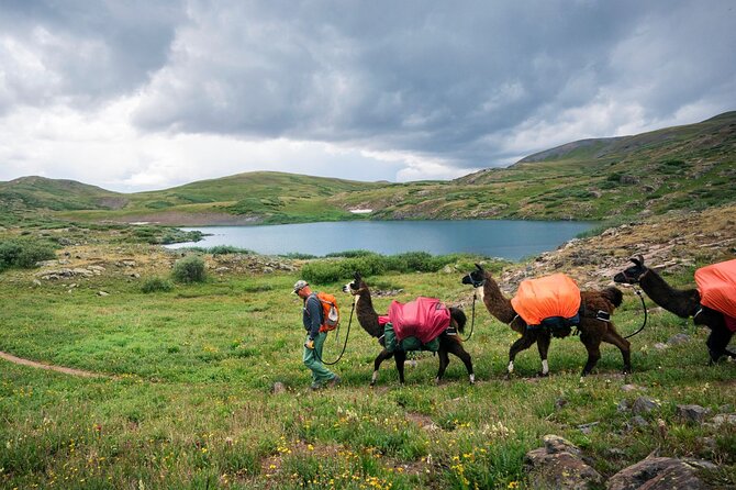 Bridger Teton Llama Treks - Key Points
