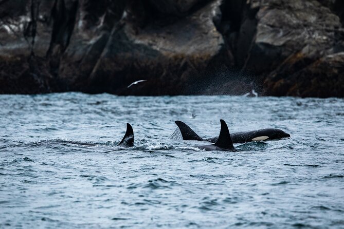 Captains Choice Kenai Fjords National Park Tour From Seward - Key Points