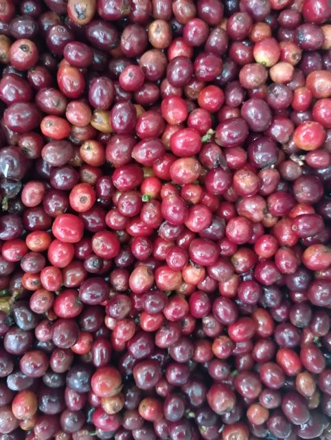 Coffe Tour: Land Rover Adventure, With Harvest and Tasting.