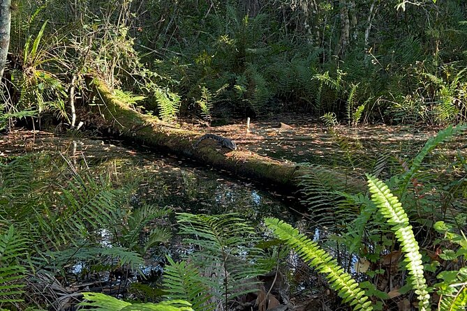 Dark Skys in the Florida Everglades Review - About Your Stay