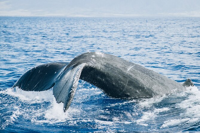Early Sail With the Whales From Maalaea Harbor
