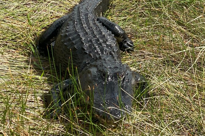 Everglades National Park Tour Review - About Your Stay